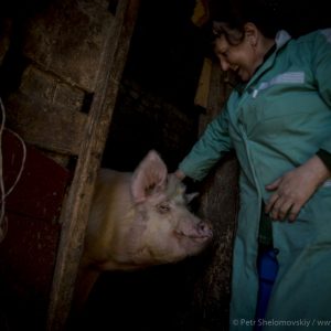 Valentina Lomonosova, 52, a paramedic of a local ambulance service pets her boar named Vaska in Starye Bobovichi village in Western Russia