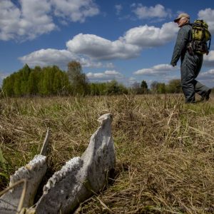 Prof Beresford (L) and Dr Wood pass by a jaw of a dead animal on the way back to their car after completing their work in radiation contaminated forest