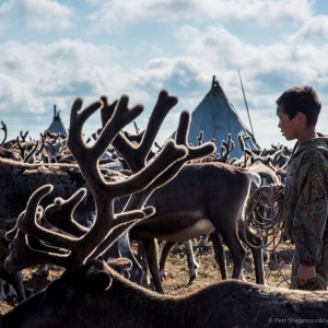 15 yo Timofey Yadne prepares to catch a reindeer in the family herding camp on the left bank of Yenisey river in West Siberia
