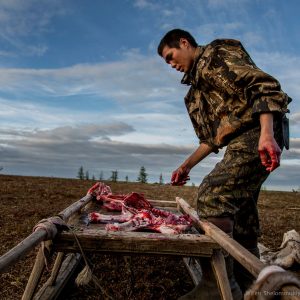 21 yo Nikolay Yadne is skinning a fawn in the family herding camp on the left bank of Yenisey river in West Siberia