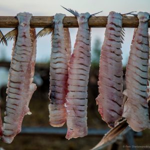 Fish is hung drying in Yadne family herding camp on the left bank of Yenisey river in West Siberia