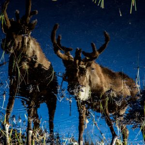 Reindeer reflection in the water of a swamp near Yadne family herding camp on the left bank of Yenisey river in West Siberia